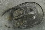 Detailed Scotoharpes Trilobite - Boudib, Morocco #289444-2